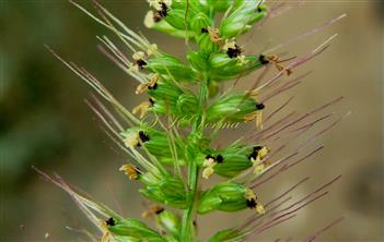  Part of spike with spikelets